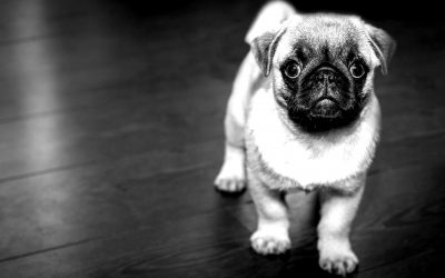 Todo lo que debes saber para adoptar a un perro por primera vez