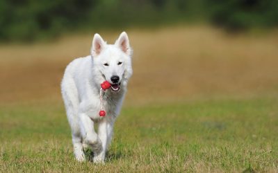 Juguetes para perros interactivos