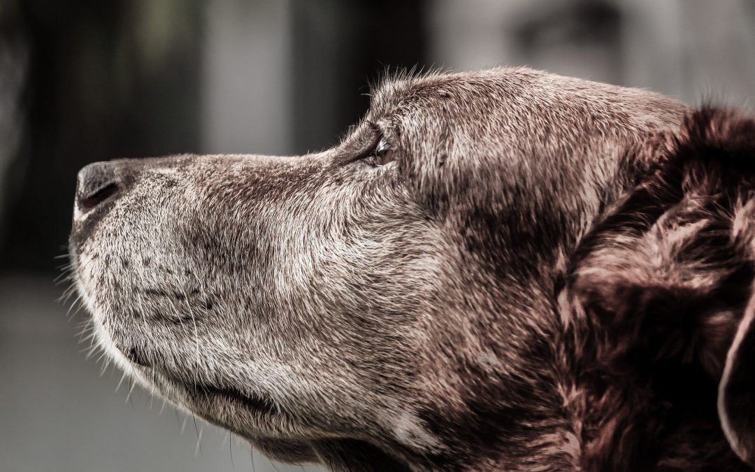 Todo lo que debes saber sobre los premios para perro