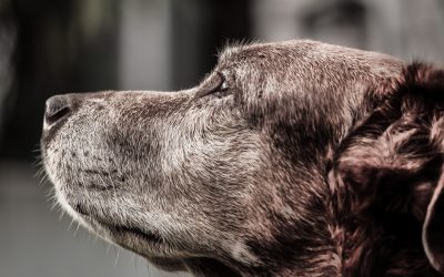 Todo lo que debes saber sobre los premios para perro