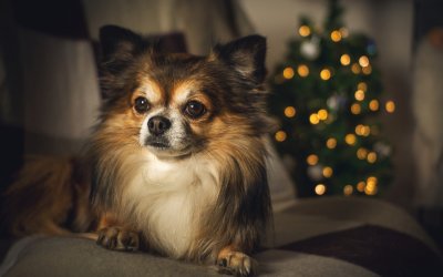 Qué tener en cuenta antes de regalar un perro en Navidad